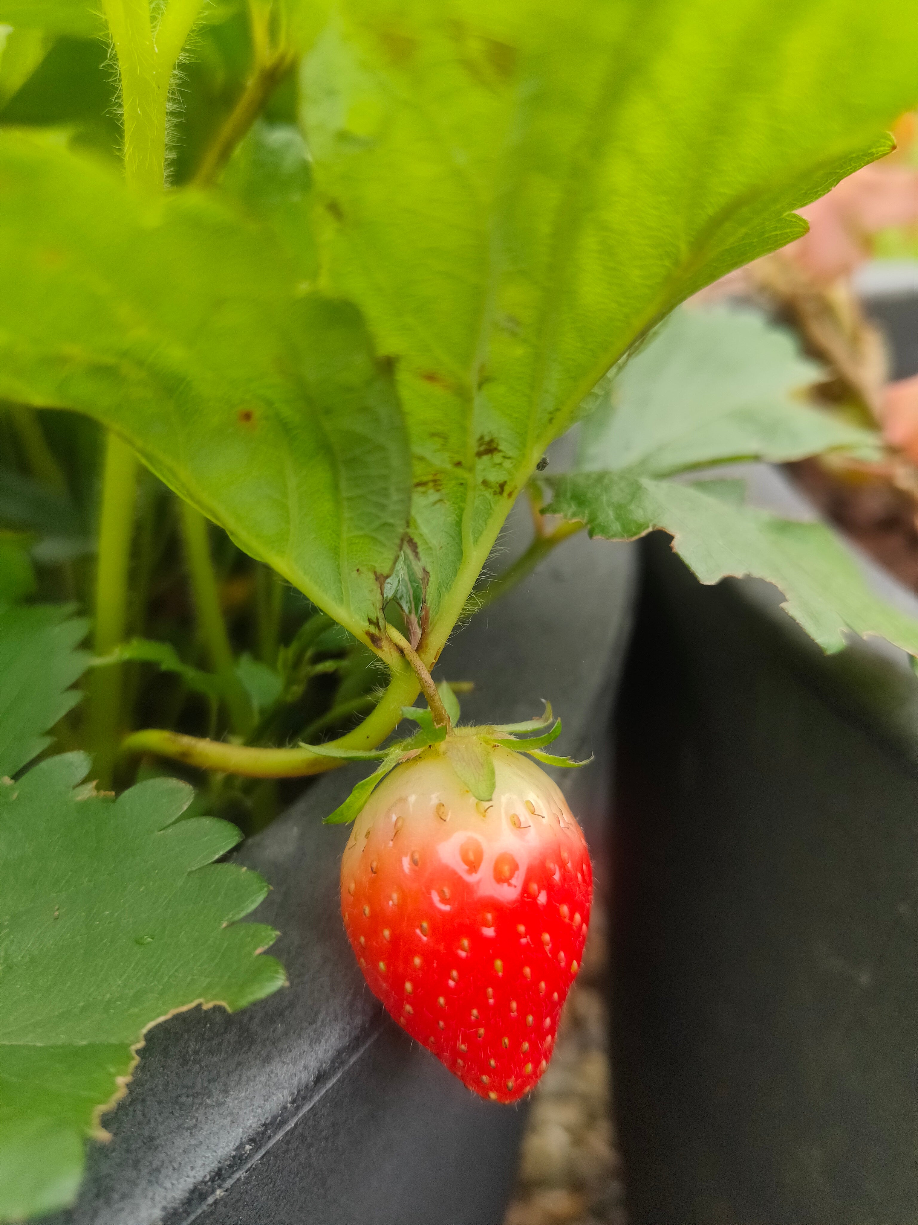 Savour the Strawberries While They Are Ripe- A Letter to My Mother