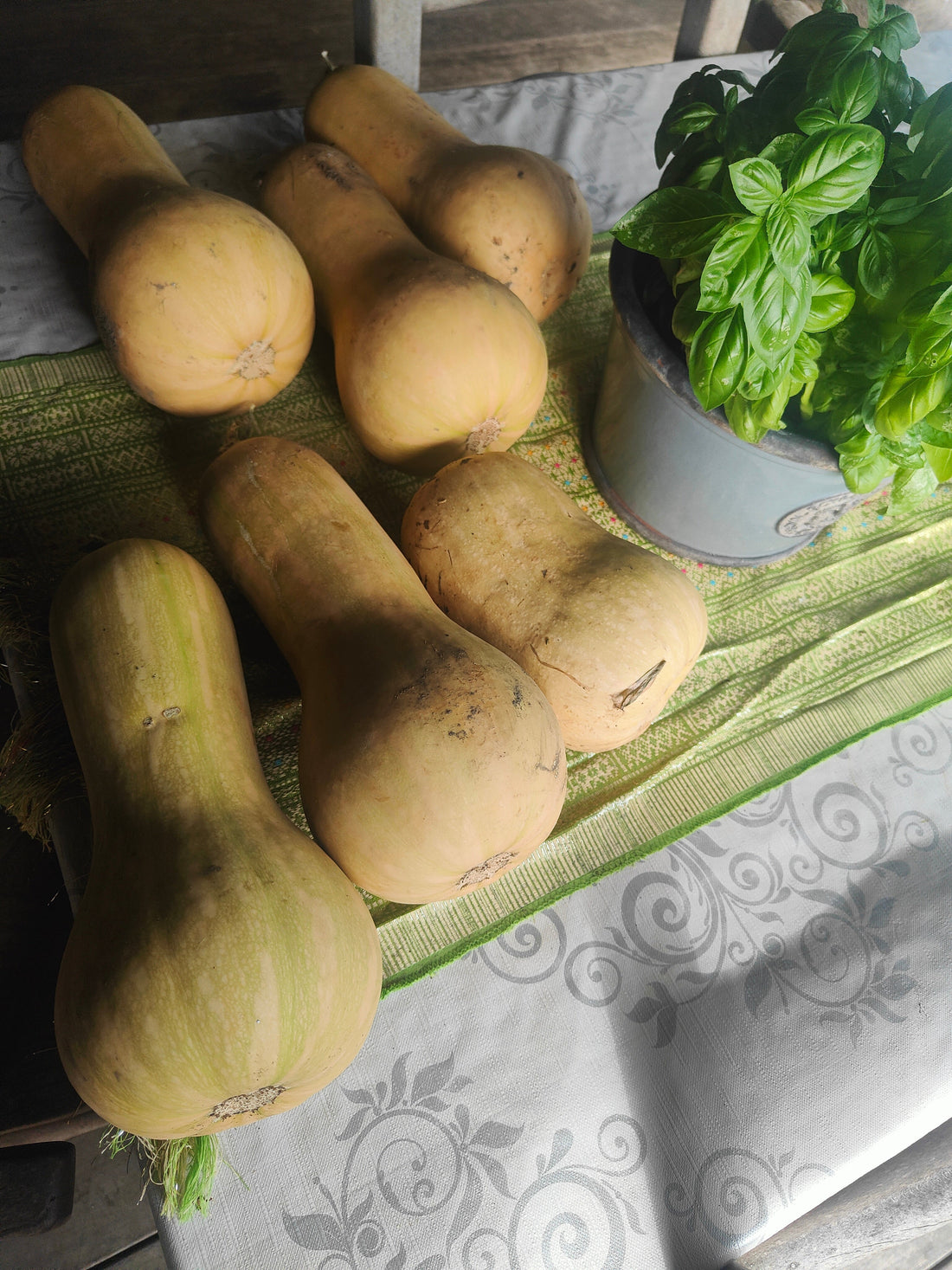 The Butternut Squash That Nobody Planted