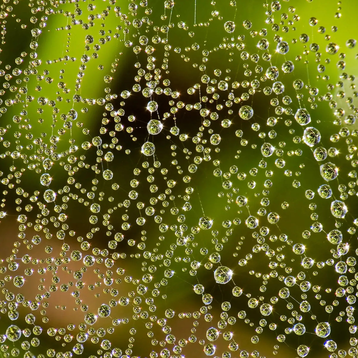 Connecting the Dots