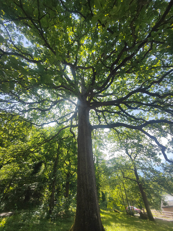 The Witch's Tree